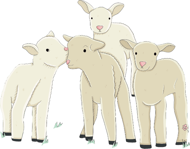 4 little sheep illustrated on a green background